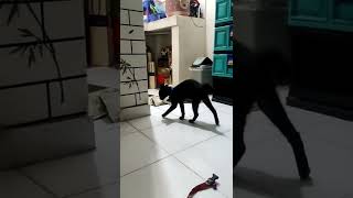 Kucing Oren vs Kucing Hitam #BarongCat