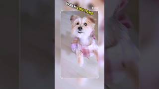 PRETTY GIRLS WALK LIKE THIS😜😀😝 !!!#shorts #funny #prettygirl#cutedog #viral#tiktok#bigbossvette