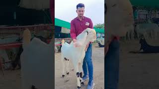 Haydrabadi Goat Taimur 👑🤩#goat #viralshorts #youtubeshorts #shorts