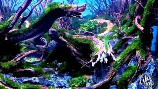 part 2!! planting aquascape jungle 40cm