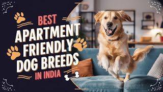 Top Apartment-Friendly Dog Breeds | Perfect Pups for Small Spaces | Small dog breeds for apartment.