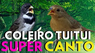 Coleiro tui-tui 💥 Canto de coleiro tui tui  💥 Coleiro tui tui cantando 💥 Coleiro tui-tui