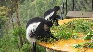 Eastern Black and White Colobus Colobus Guereza Kikuyuensis, Monkey Valley, London Zoo, London