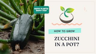 🍀🌸🌿Proven Techniques: How to Grow Zucchini in a Pot at Home