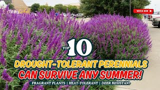 10 DROUGHT-TOLERANT PERENNIALS CAN SURVIVE ANY SUMMER! 🌺🌞🌿 // Gardening Ideas