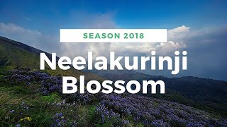 Neelakurinji Blossom time | Eravikulam National Park | Munnar 2018, നീലക്കുറിഞ്ഞി, ഇരവികുളം, മൂന്നാർ