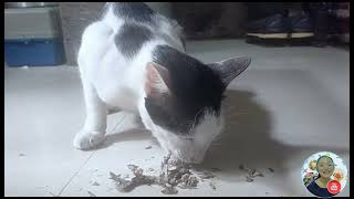 Cat Mukbang #catvideos #cat #catfunnyvideo #mukbang  #funnyvideo