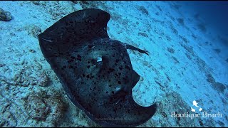 13.11.24 - Dives at Kudima Wreck & Dhigurah Arches, South Ari Atoll - Maldives.