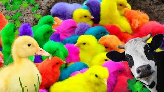 hewan lucu,ayam warna warni,bebek lucu,ayam pelangi