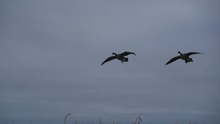 Corn field goose hunt 2019