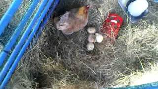 Hannah and the chickens