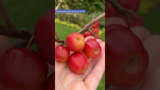 Glossy-red bunches of crabapples adorn the thin branches of this young tree