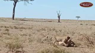 Akira the Leopard Drags her Prey in Olare Motorogi Conservancy, Maasai Mara