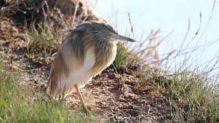 Squacco Heron (Ardeola Ralloides) is Sunbathing / Alaca Balıkçıl Güneşleniyor