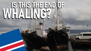 Is Whaling In Iceland Coming To An End?