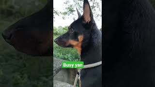 Busy ang mga mata #dog #doglover #viral #youtubeshorts