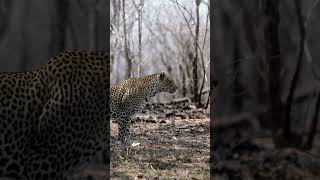 Leopard in Kruger National Park, South Africa.