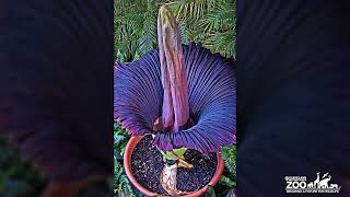 Corpse Flower 2022