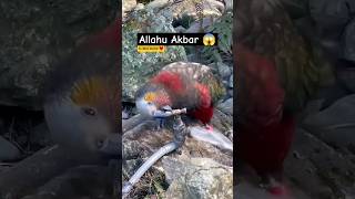 World's Cute 😘Parrot #animals #naturelovers #cuteanimals #latest #short