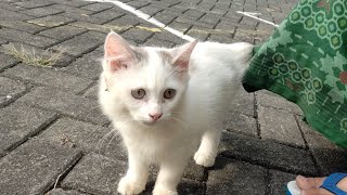 funny cat videos,kucing lucu bikin ngakak