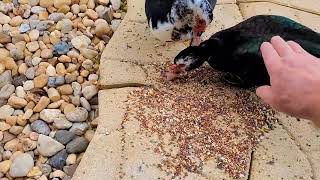 Sunday Duck Dinner At My Lakeside Back-Porch Patio -Sept.15th, 2024.