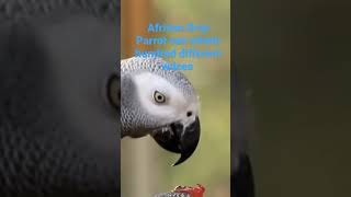 # Parrot #African Grey Parrot# interested facts😳💚😨🐦