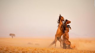 Horses: Unknown Facts Amazing Breeds And Racing Horses They Are Great