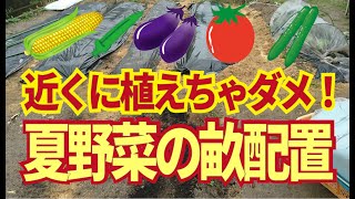 近くに植えちゃダメ！夏野菜では相性がいい野菜より、相性の良くない野菜を覚えて近くに植えないことが大事！3/26