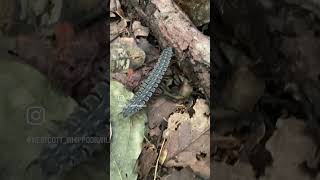 Armored millipede from Northern Peru