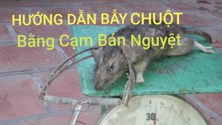 Hướng dẫn bẫy chuột leo bằng cạm bán nguyệt hiệu quả nhất