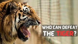 6 Animals That Could Defeat a Tiger - Jungle King