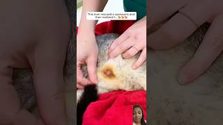 Man Rescues an Opossum and Gets a Big Surprise #rescue #cute #shortsvideo #youtubeshorts #trending