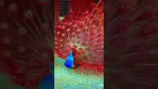 fight with dance peacock #viral vedio #youtube