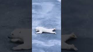 OSO POLAR DESLIZÁNDOSE SOBRE EL HIELO