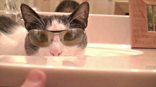 Evil Cat With Glasses