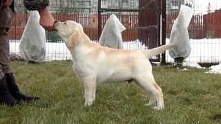 Irin Angel Taurus (boy brown ribbon 3 months)