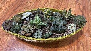 Rare Haworthia: springbok,Mordor, truncata, cuspidata, hybrid amber, pear silver,blue Diamond,badia