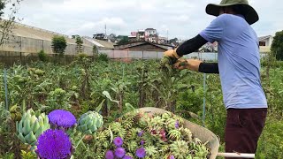 Thu hoạch BÔNG ATISÔ LÀM TRÀ.