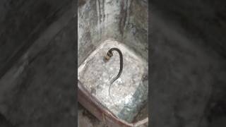 A strange snake heavy poisoning  snake #snake #snakevideo #snakerescue #snakeshorts #shorts #viral