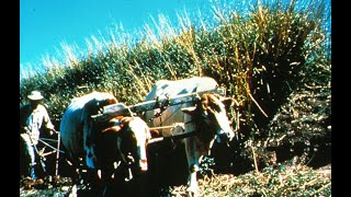 Vetiver Grass Technology in Fiji from 1956-1986. John Greenfield Revisits (with Swahili subtitles)