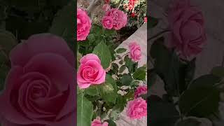 Pink Roses | Winter Roses Garden | Love Status