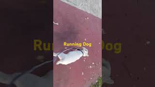 Beautiful white westie runs fast #shorts #dogs #animals #love