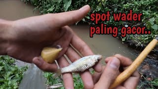 Alhamdulillah rejeki hari ini!! dapat banyak ikan wader babon-babon!!|