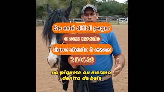 Porque não consigo pegar o cavalo?