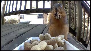 Squirrel eating up close