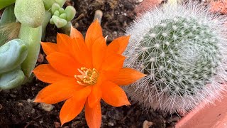 📢📢📢Bütün MÜSLÜMAN ALEMİNİN KURBAN BAYRAMI kutluolsun 🍬Bayram 🎁 🎁vlog#suculentas#cactus#garden