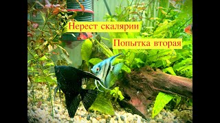 Нерест скалярии. Вторая попытка #мальки скалярии уход