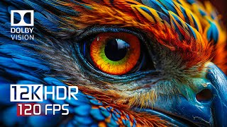 World's Super Beauty in 12K HDR 120FPS Dolby Vision