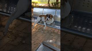 Dog sitting on a chair and giving funny dialogue 🤣 #shorts