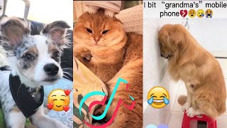 Funny Pet Compilation Try Not To Laugh Challenge